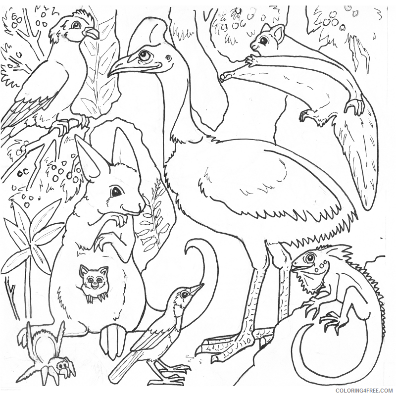 Australian Coloring Pages Printable Sheets For Rainforest png 2021 a 3674 Coloring4free