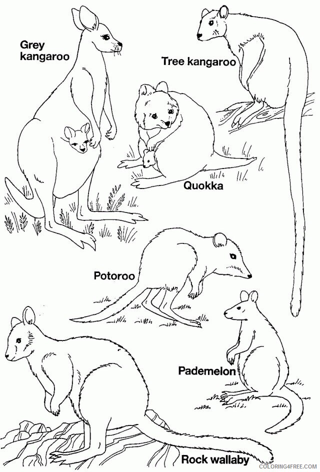 Australian Coloring Pages Printable Sheets Printable Australian Animals 2021 a 3677 Coloring4free