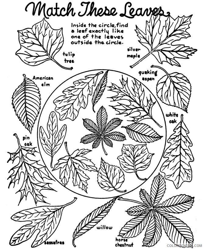 Autumn Leaves Coloring Pages Printable Sheets Autumn page Match the 2021 a 3977 Coloring4free